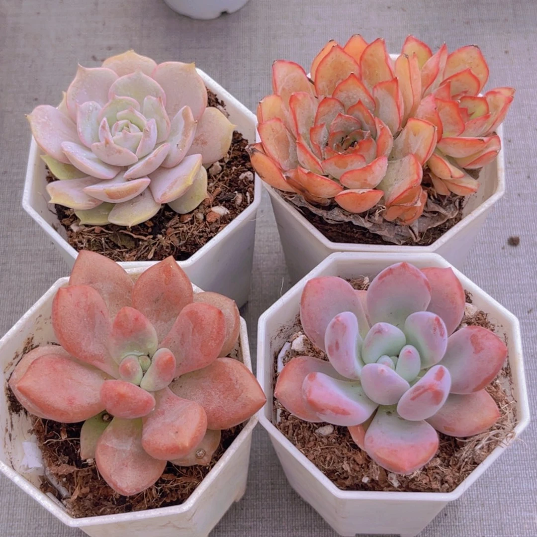 菲娜娜。 露娜莲。 桃花源。 奥普
