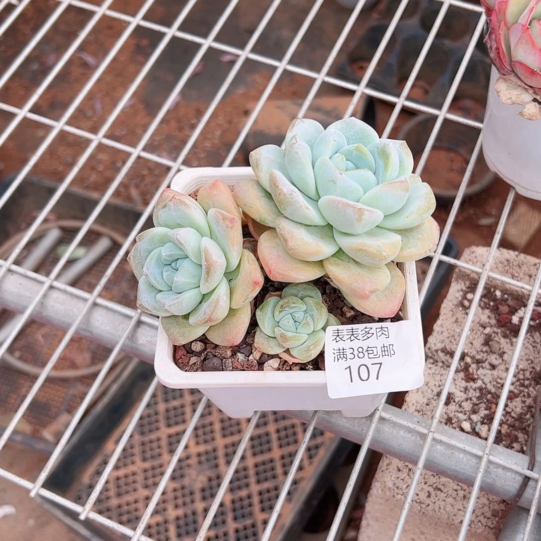 S***果多肉一物＿拍植物107