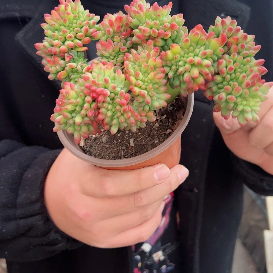 春萌缀化多肉植物