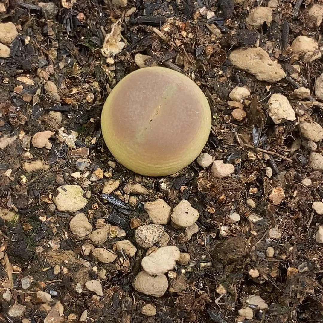 0819-9-拉登福利一颗。