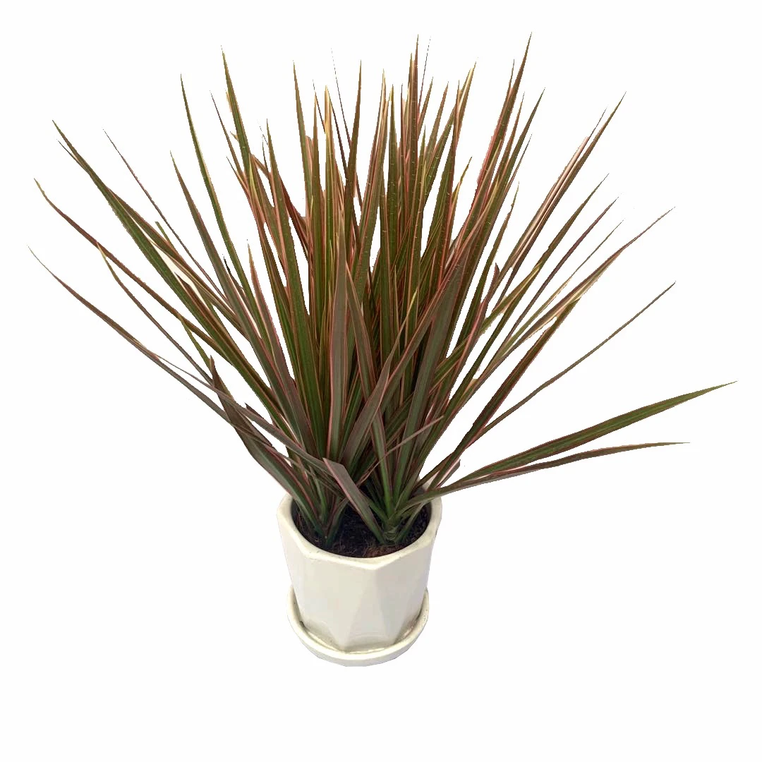 千年木七彩铁室内阳台观叶植物盆栽四季青彩色耐寒绿植花卉吸甲醛