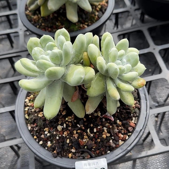 拇指仙女杯多肉植物