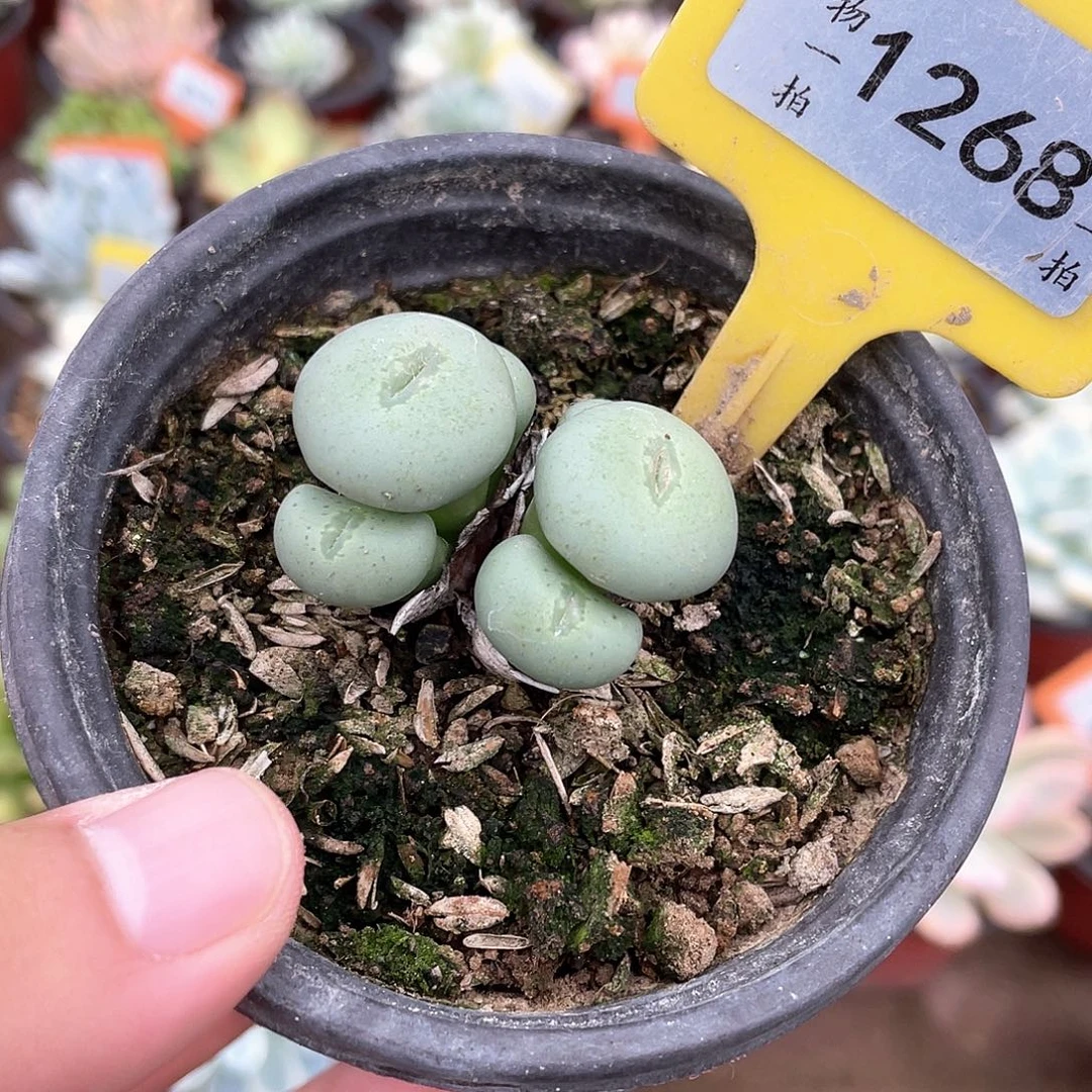 C*** 1268号多肉植物盆栽