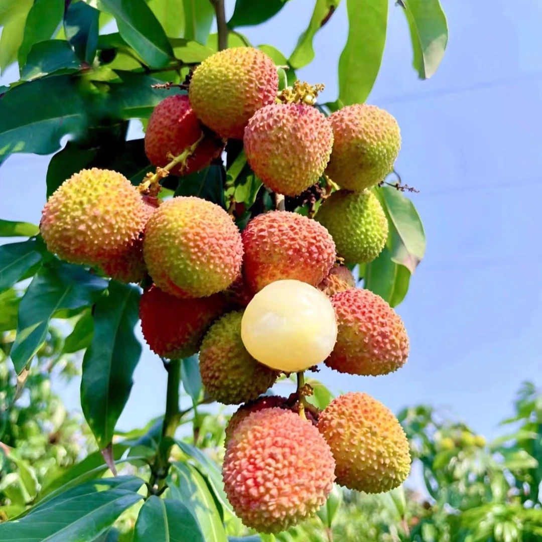 广东妃子笑荔枝新鲜现摘当季水果核小肉厚鲜甜多汁