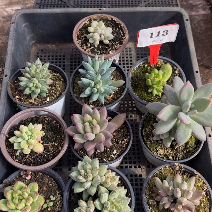 113多肉植物一物一拍