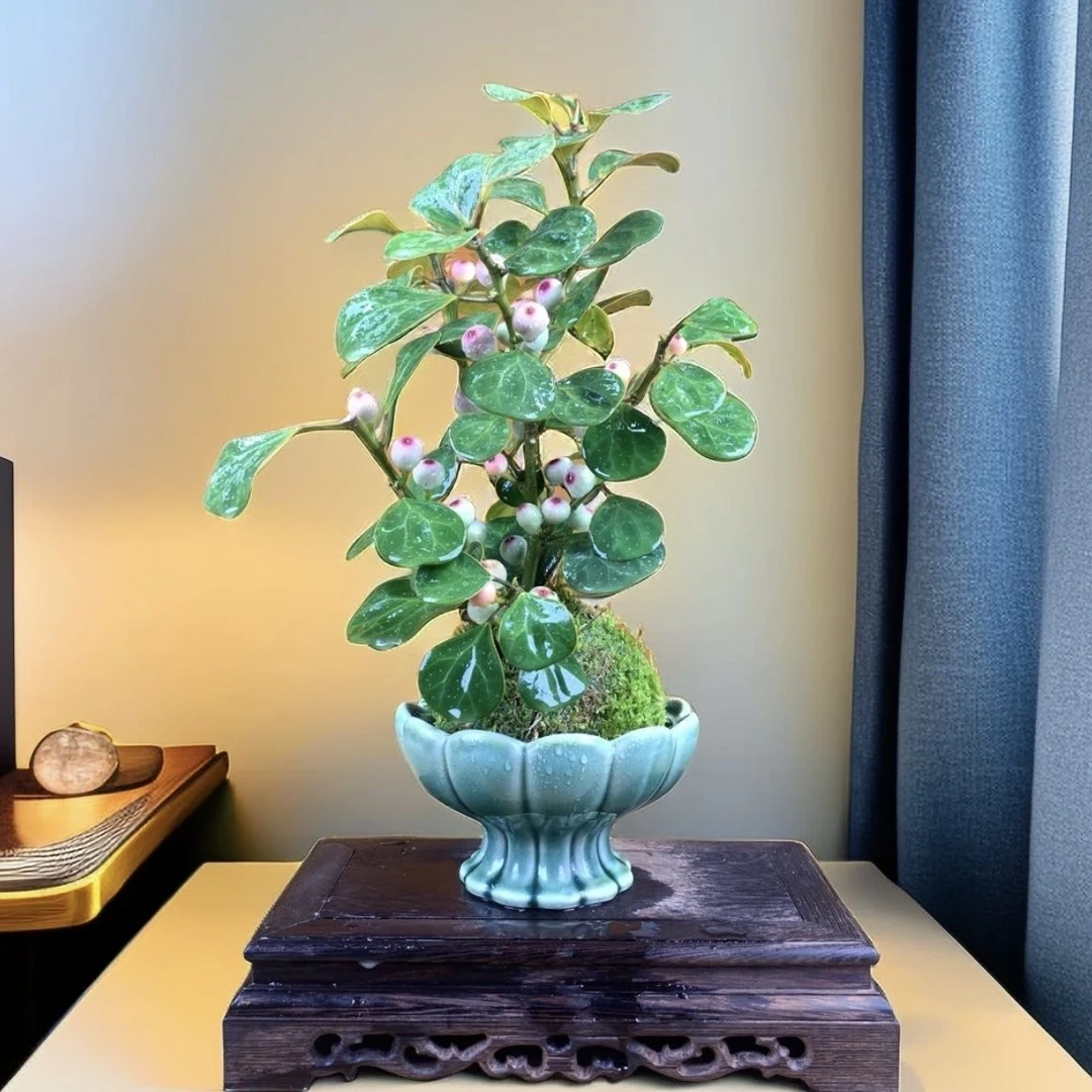 【禅意】小盼菩提苔藓球客厅清雅书房茶桌办公室禅意室内绿植盆栽