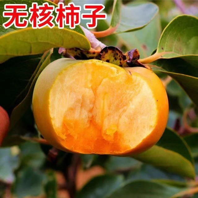 柿子树苗嫁接脆甜火晶牛心柿子苗耐寒盆栽地栽南北方种植柿子树苗