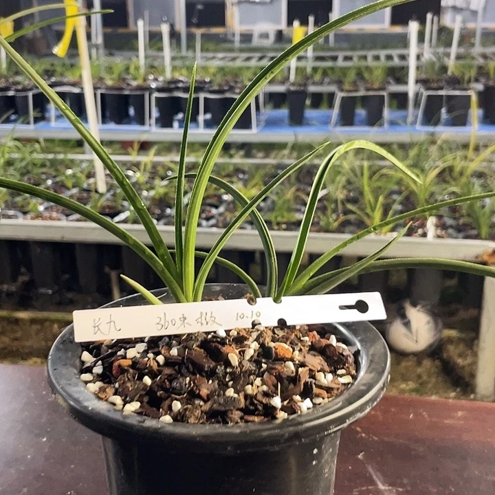 当前无花栽培后可以开花