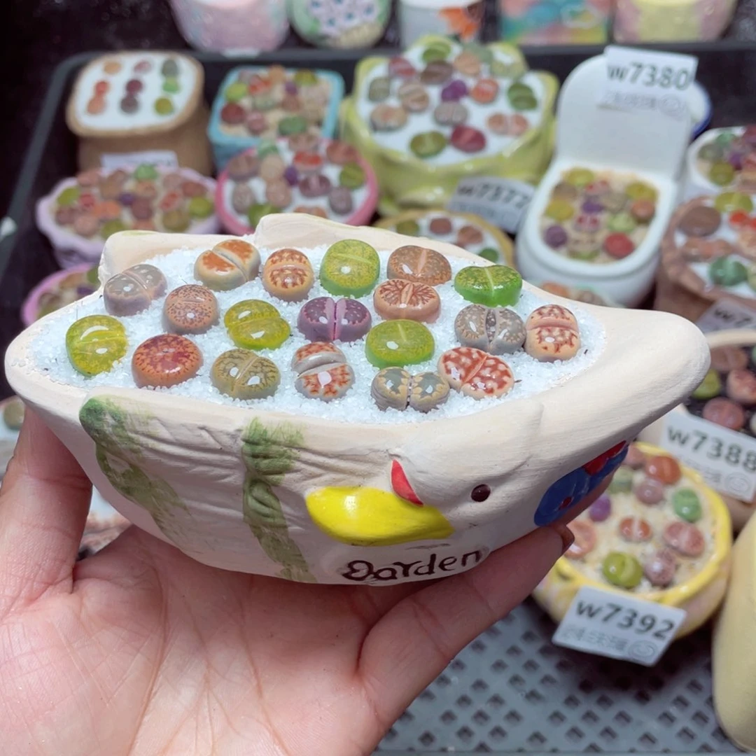 w7394 -零下地区拍保温箱-15支持寄养