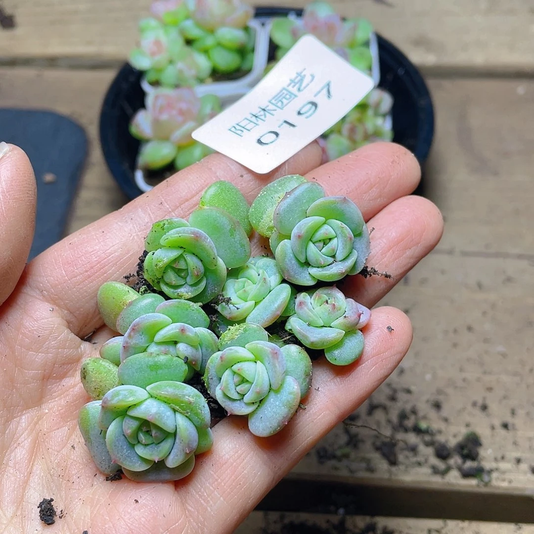 多肉植物多肉植物197