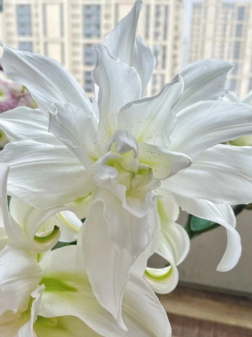 一首花卉（莲花美人）重瓣香水百合，云南之地发货。任意两单顺丰