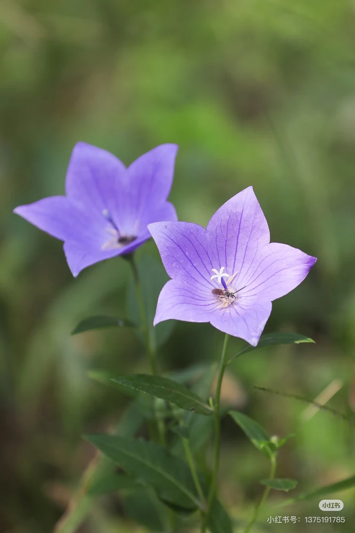 中华桔梗多年生草本植物耐寒耐热庭院地栽盆栽花园小院东北北方
