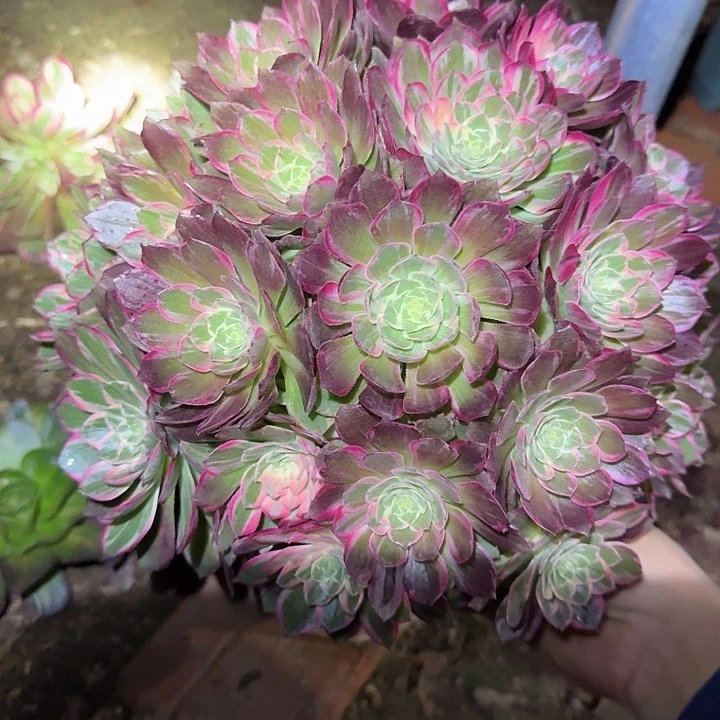 新品种万花筒老桩亏本福利