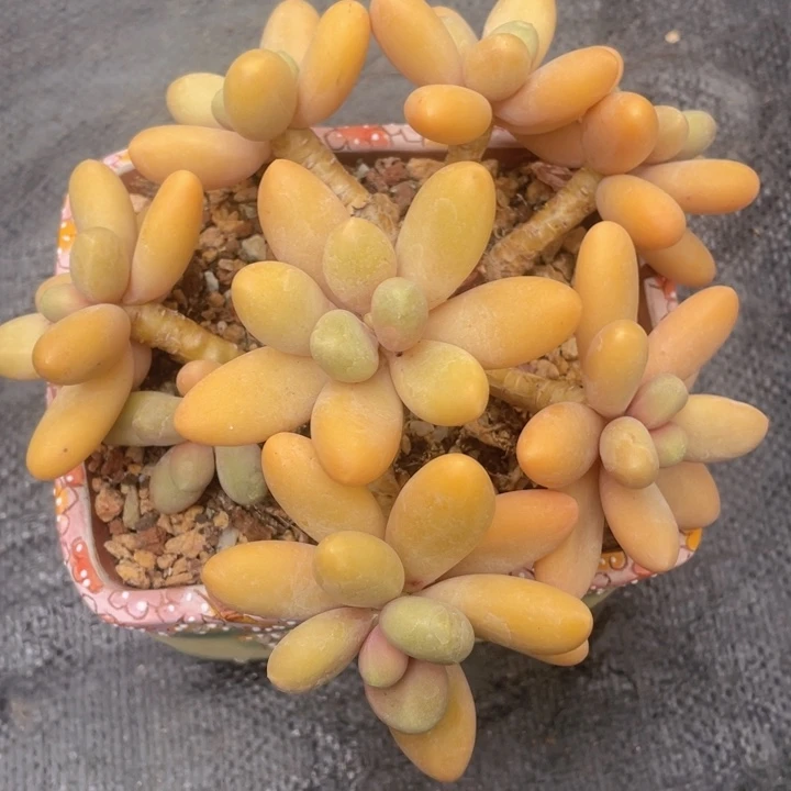 糖果美人（精控养）