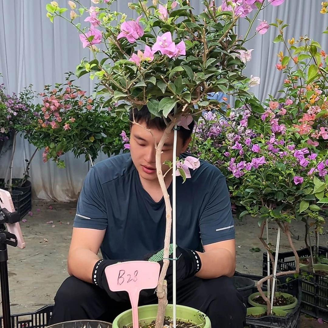 均***～当前无花栽培后可以开花B28巴西紫