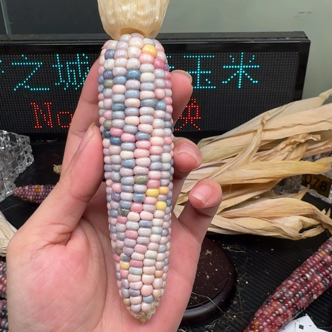 柏香籽/百香籽吊坠雨**步