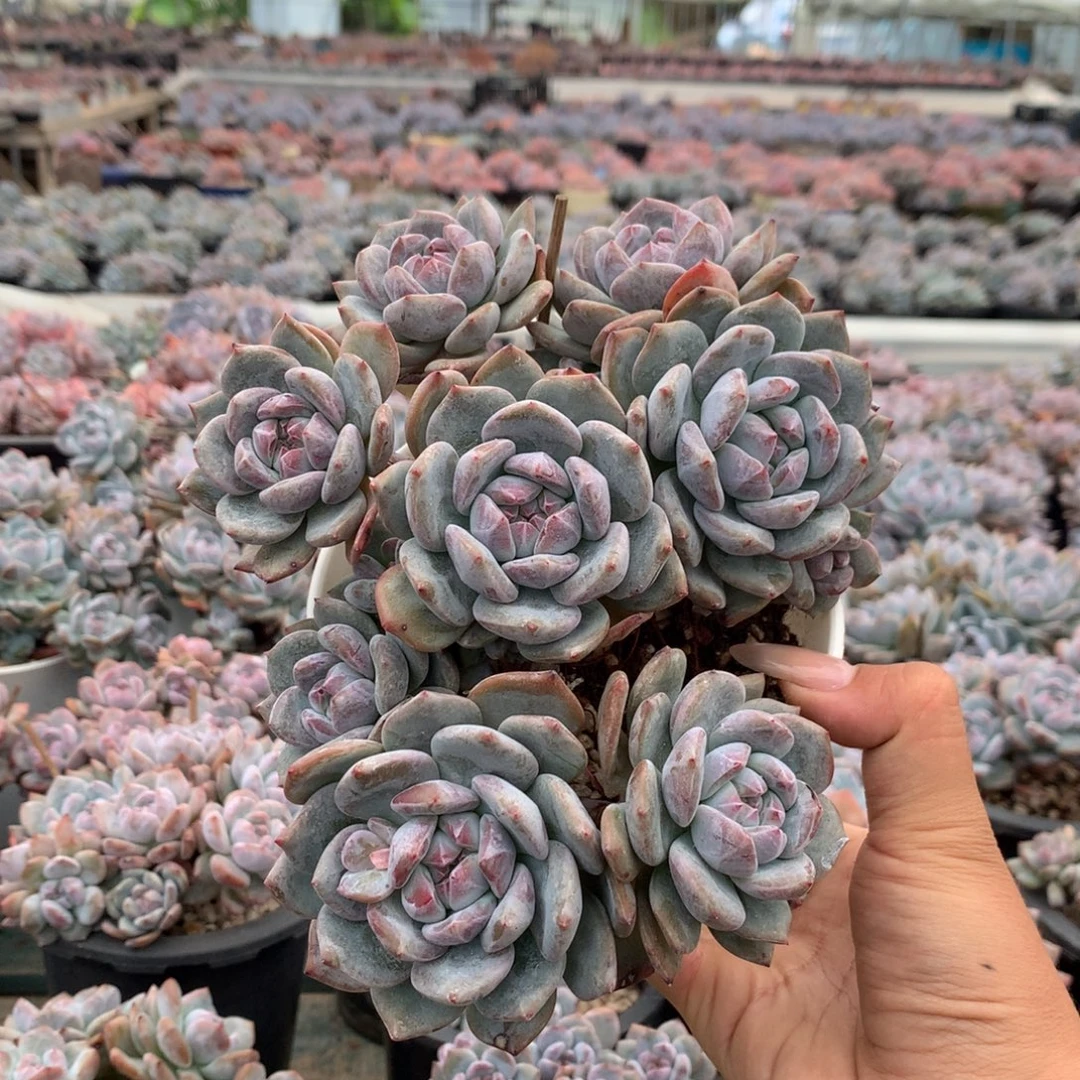 十头漳州突米斯小脸