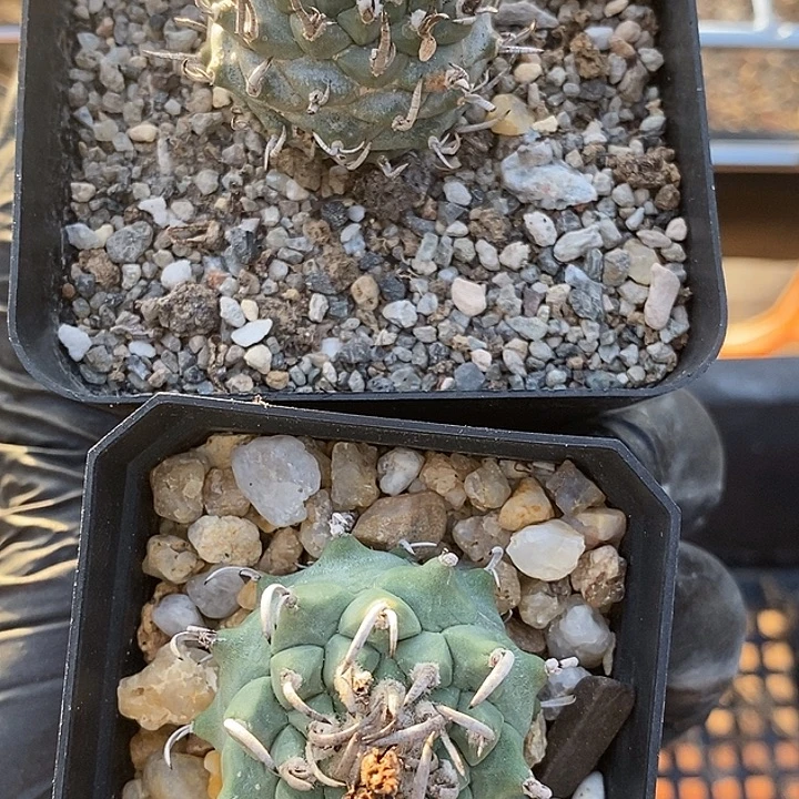 你***由娇丽升云龙两个一组带盆