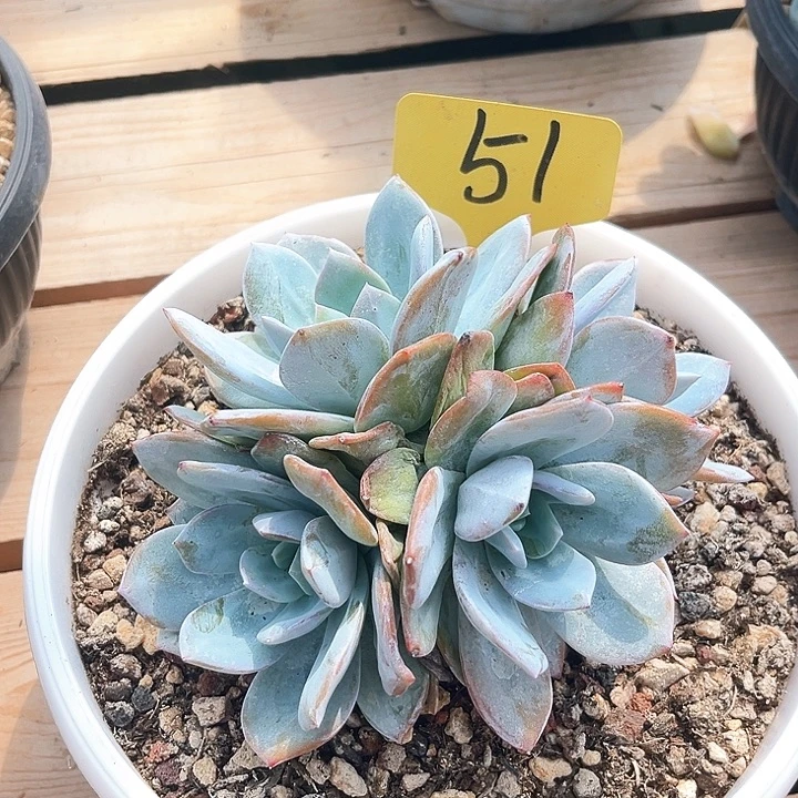 奶茶51号码牌子的话题了解