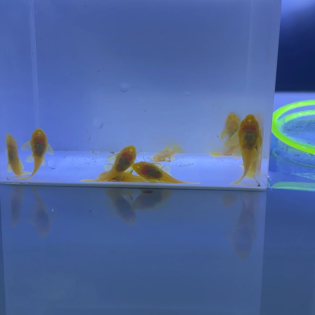 孔雀鱼胡子十条开箱视频报损