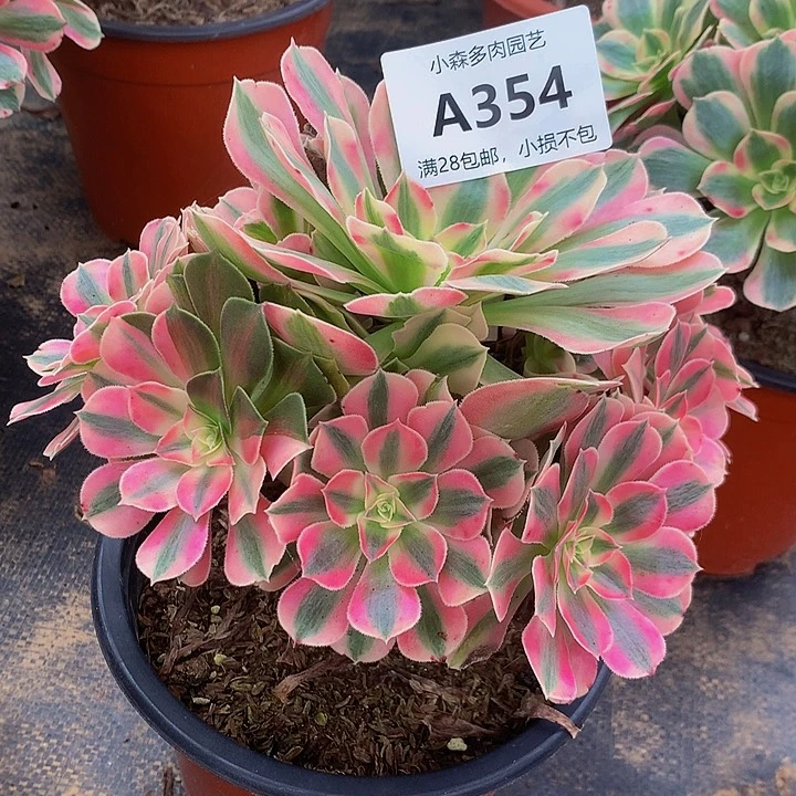 ?**声354女巫不包生死