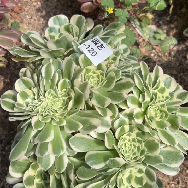 迈巴赫朵缀多肉植物120
