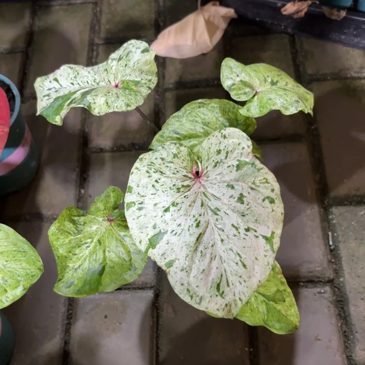 薄荷糖泰国彩叶芋08-0829