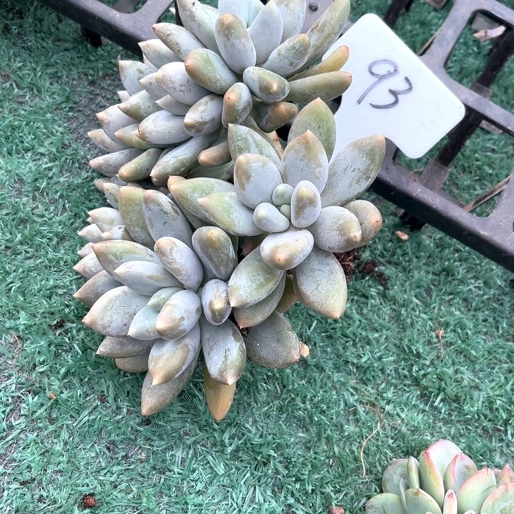 哥特93号码牌子的话题