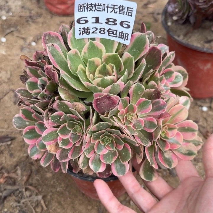 6186二号棚妖月多肉A