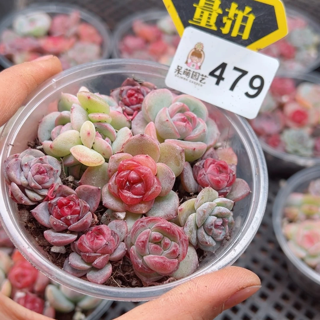 多肉植物多肉植物