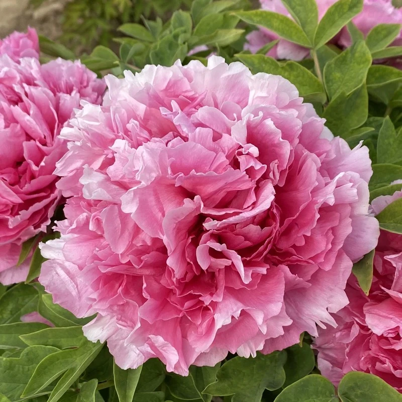 粉色浓香大花牡丹八个分支起 牡丹花带花芽 地栽盆栽耐寒好养