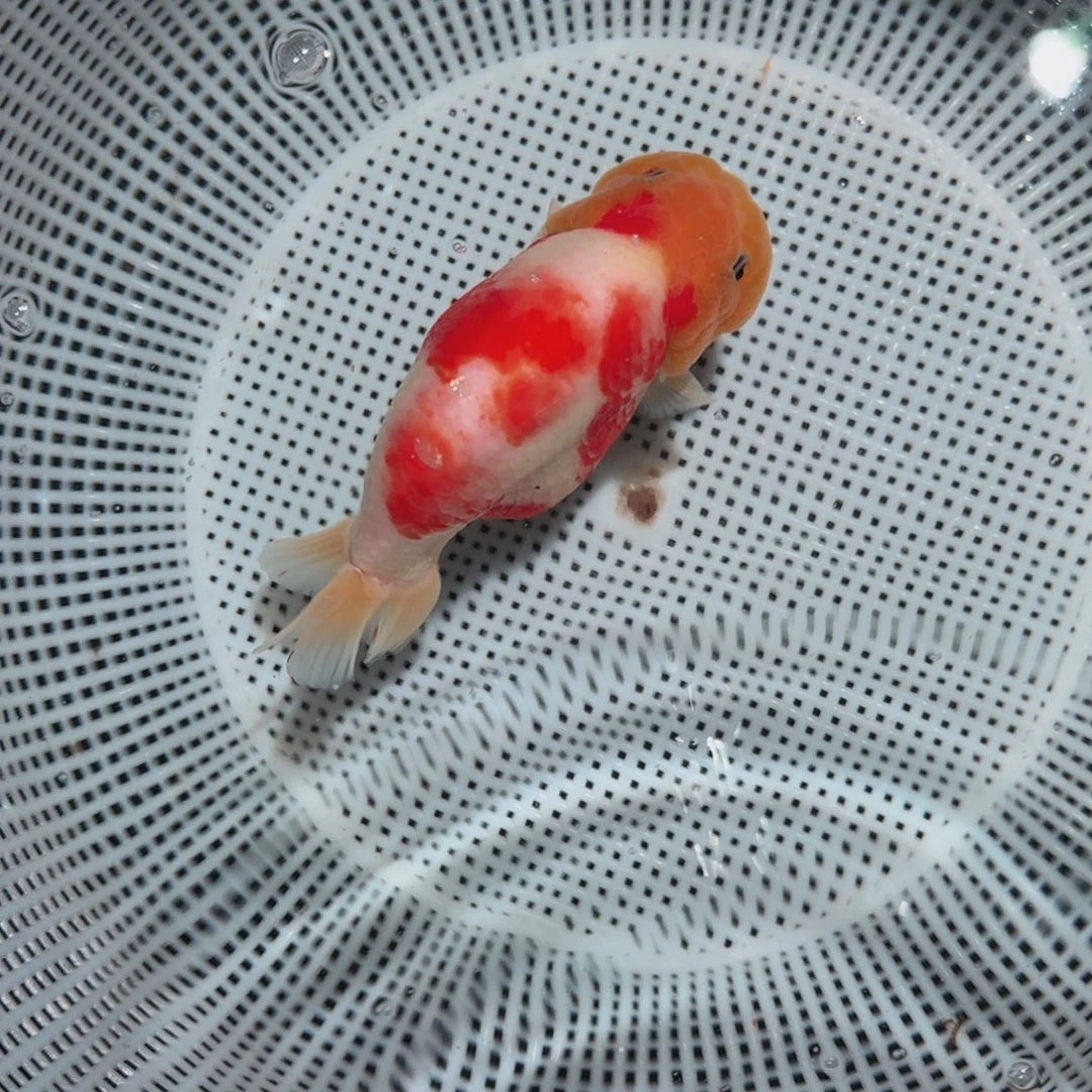 金鱼大体兰寿压成010