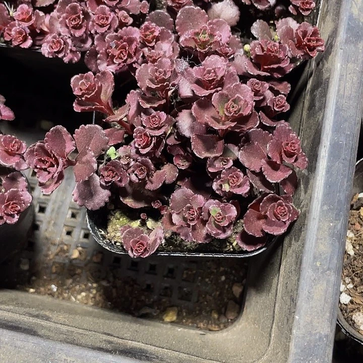 小球玫瑰2.8带土发