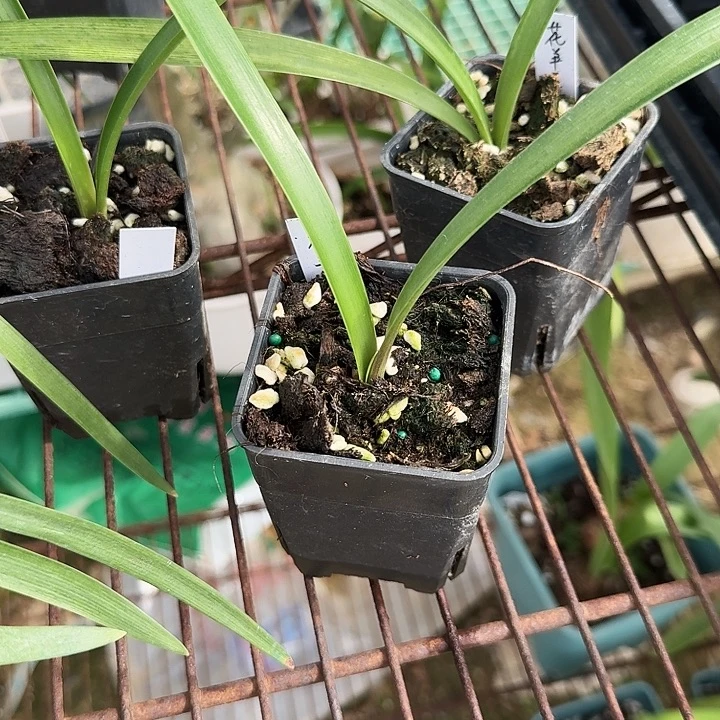 花羊羊朱顶红一棵1+