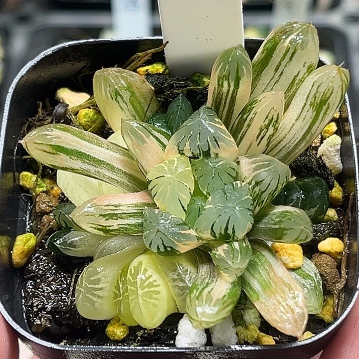 71群生残雪玉露锦