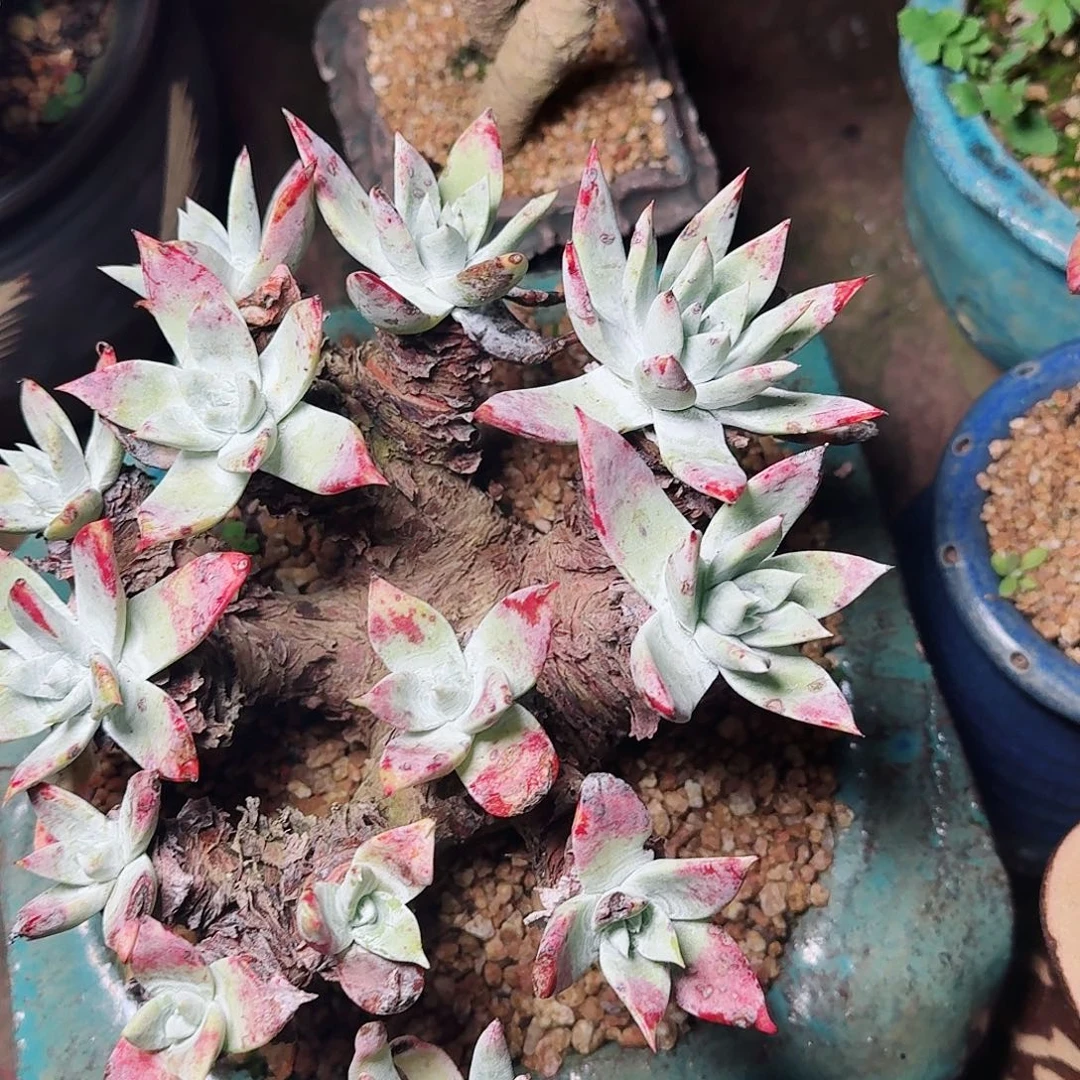 2055白衣圣徒苹果叶