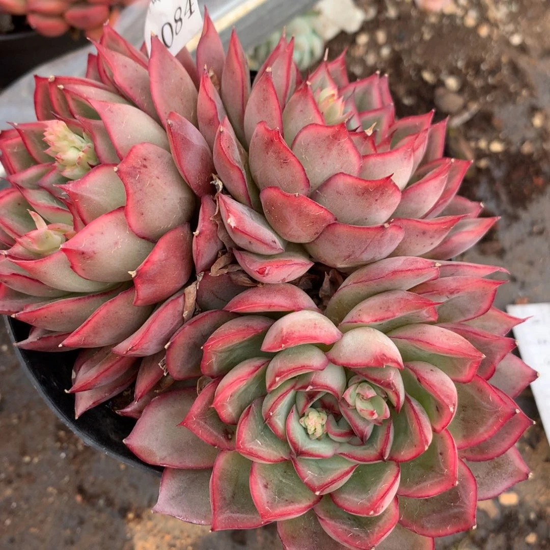 6084杂交多肉植物