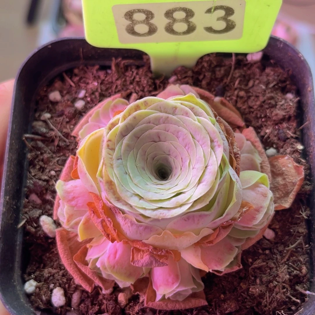 小玉手捧花883 有瑕疵介意勿拍