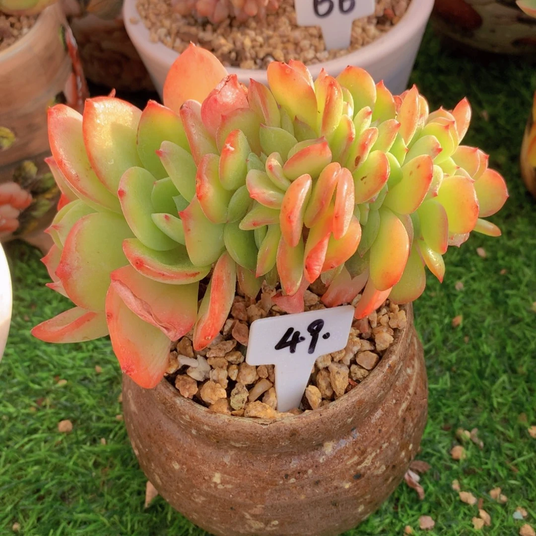 雪芙缀14 公分一物一拍