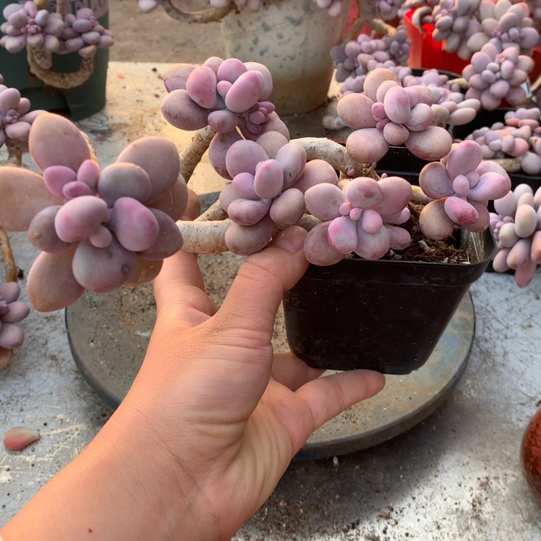 桃蛋老桩44号不带盆