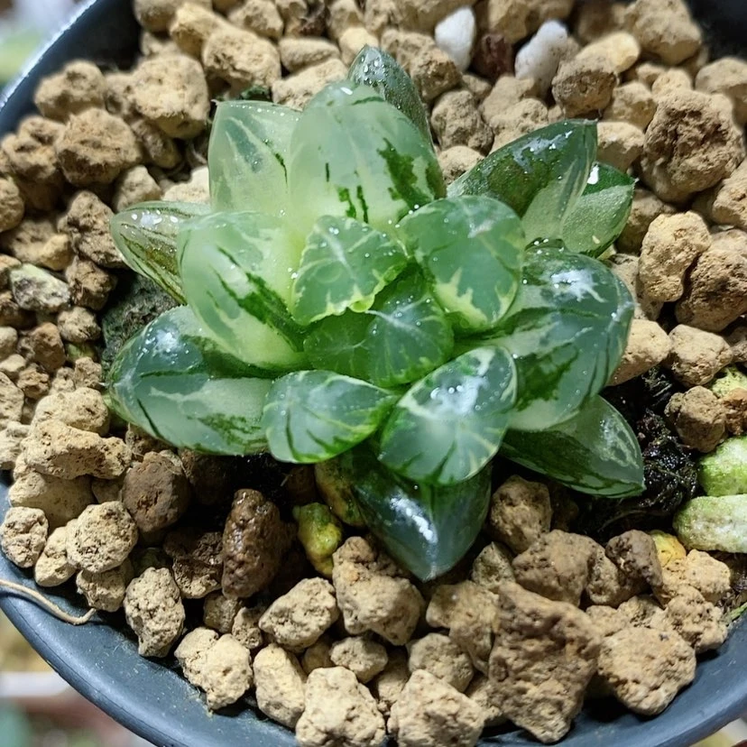 【闪购商品】118实生玉露锦
