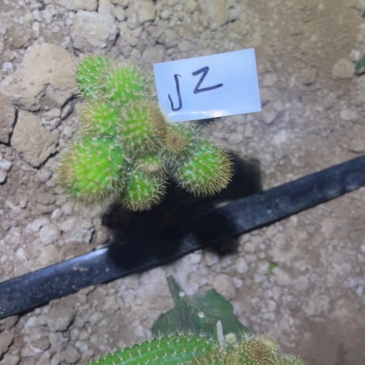 9****媛J2嫁接金妞双色有缀化头45