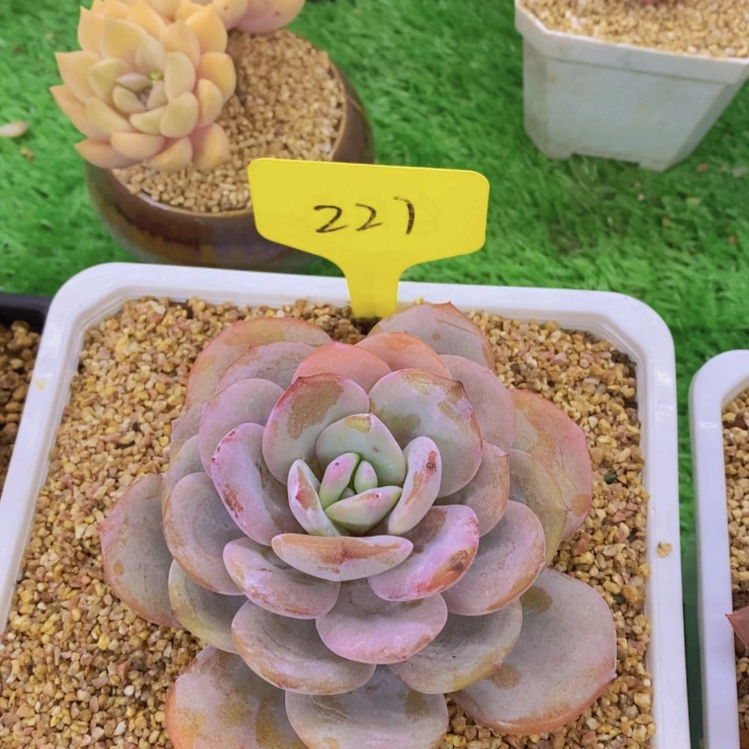 多肉植物，开心多肉多肉植物，开心多肉