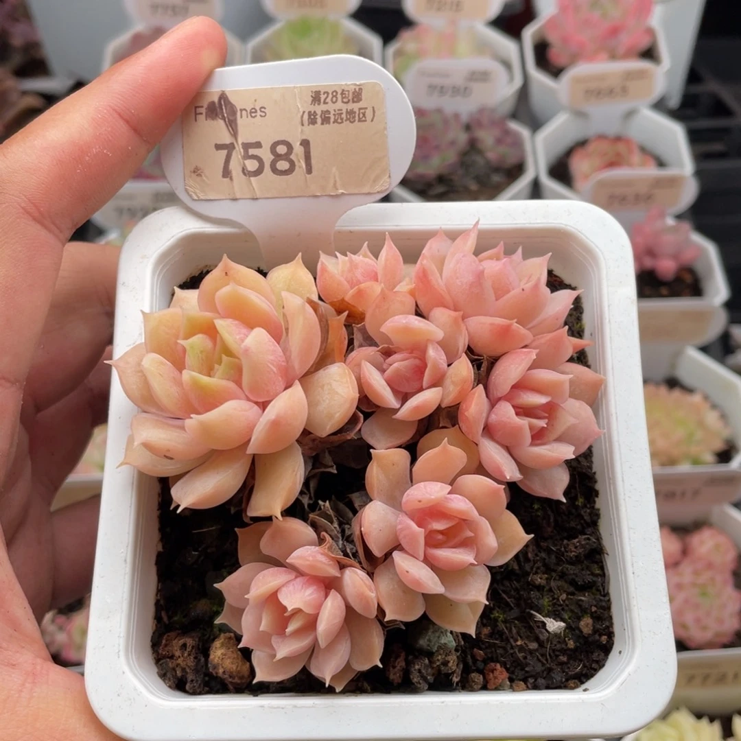 昂斯诺7581-9厘米