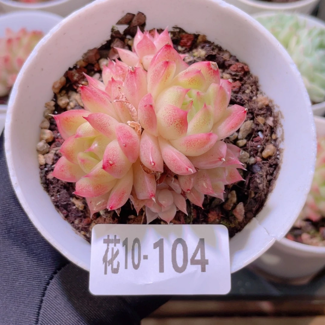 花利美10-104麦秆群