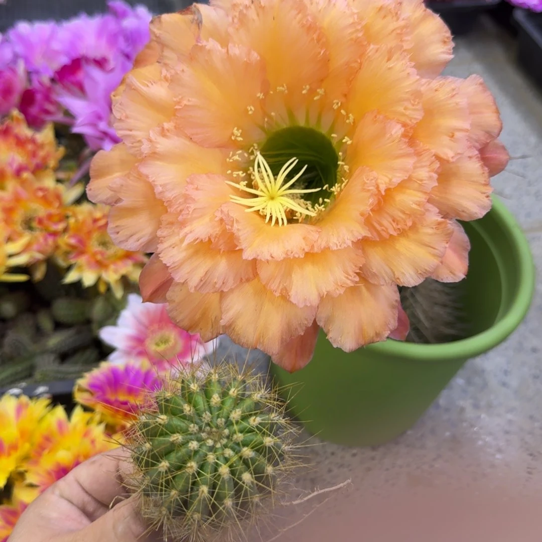 202毛橙粉佳人歪无根侧牙4公分左右，20包邮