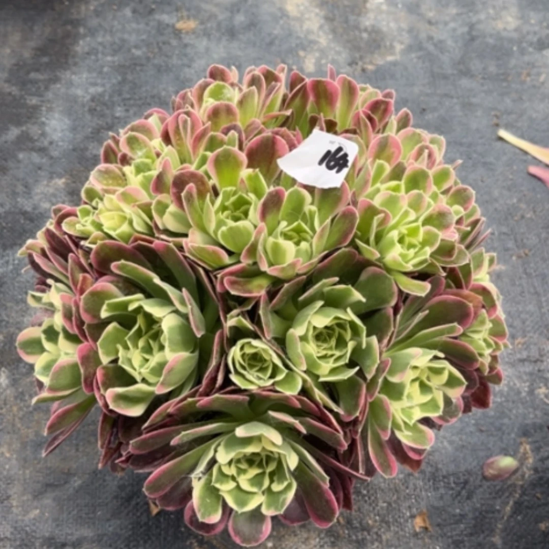 【闪购商品】164绿体女巫多肉法师