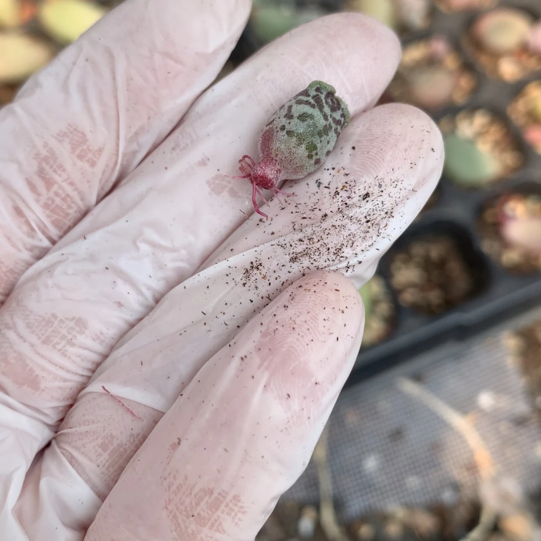 哈哈哈哈哈哈哈haibao