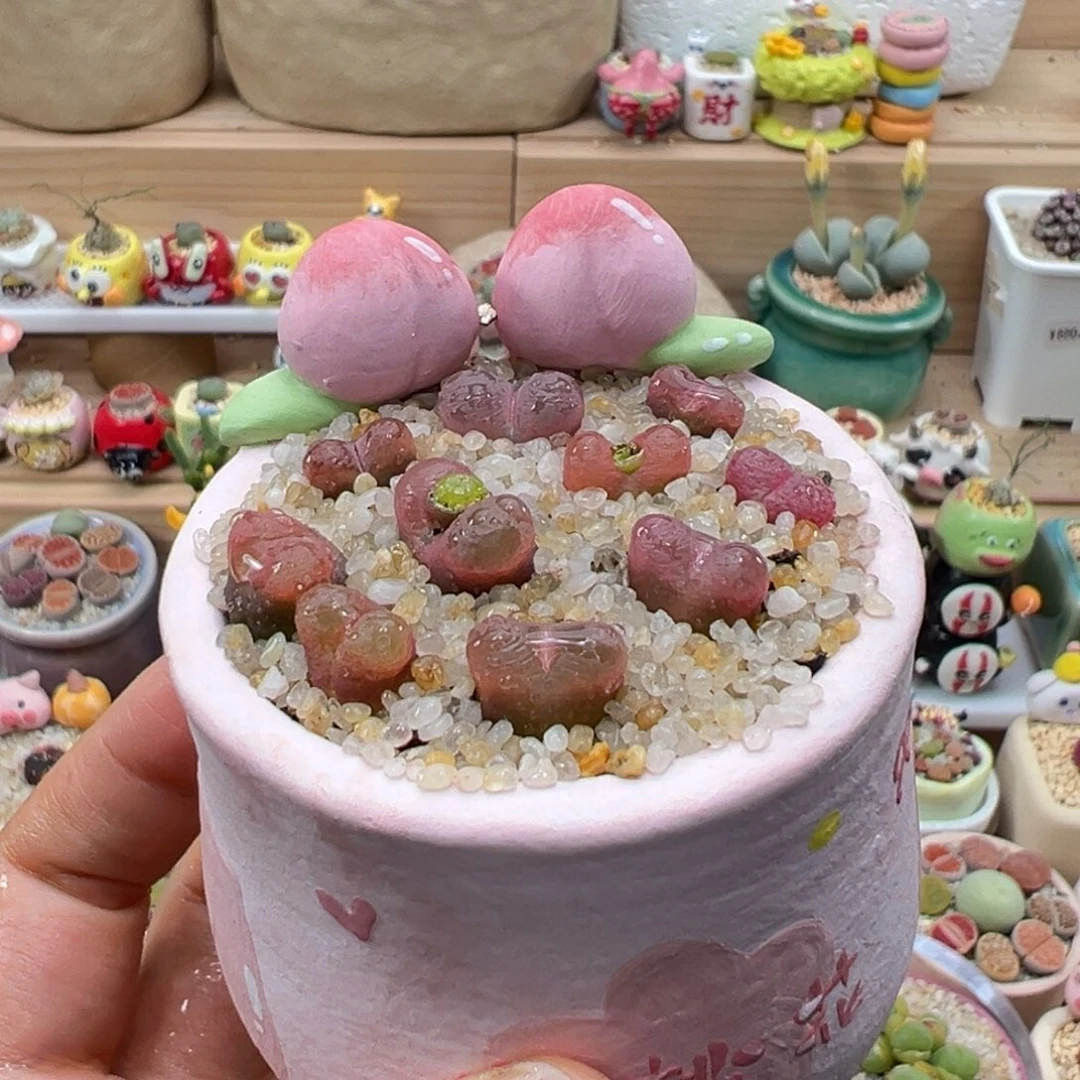 多肉植物186号粉色