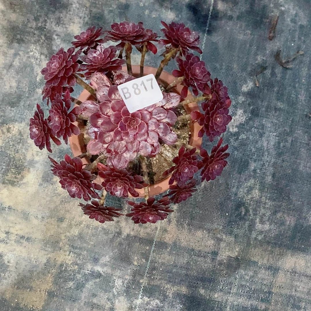 小***九黑天鹅817多肉11111